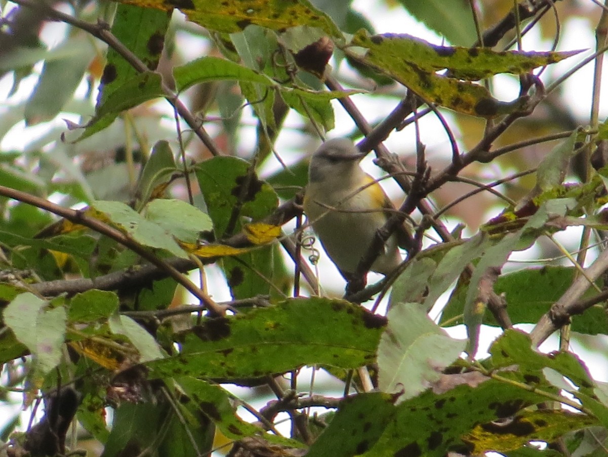 rødstjertparula - ML643149031