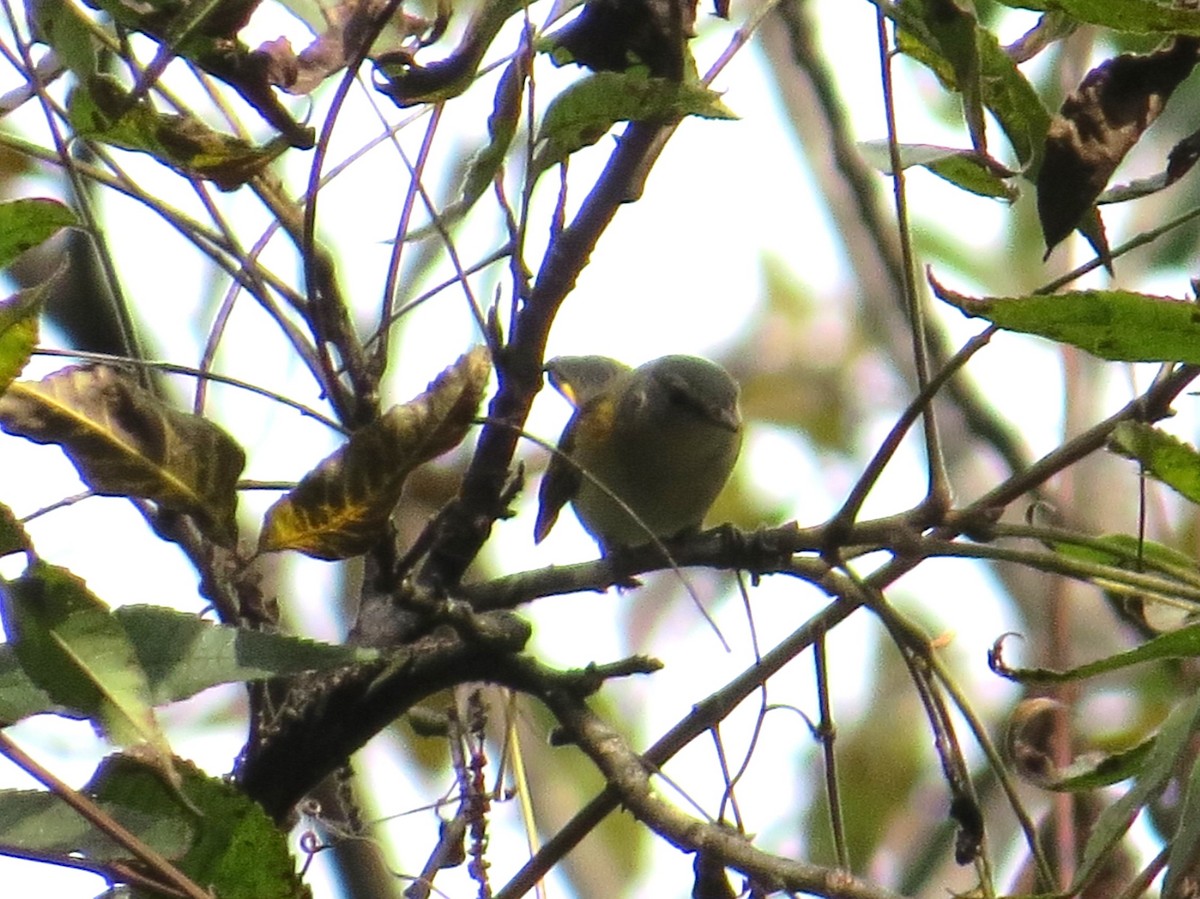 rødstjertparula - ML643149036