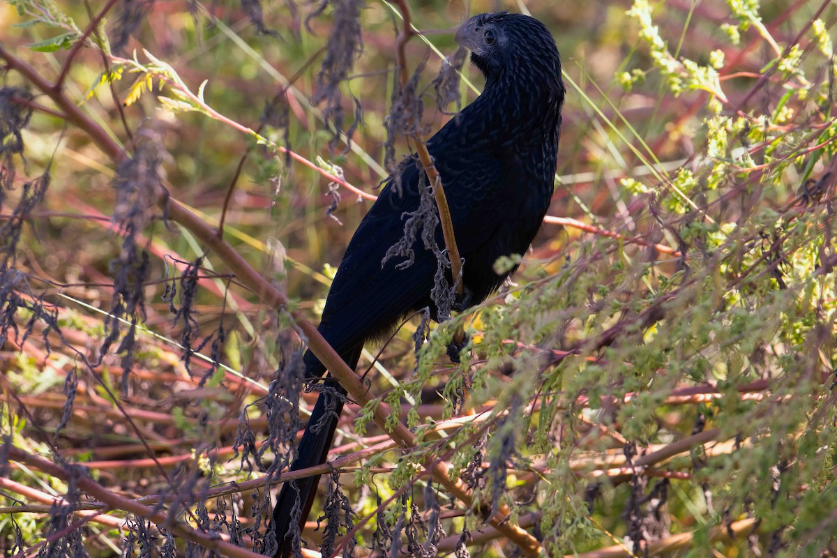 Groove-billed Ani - ML643149037