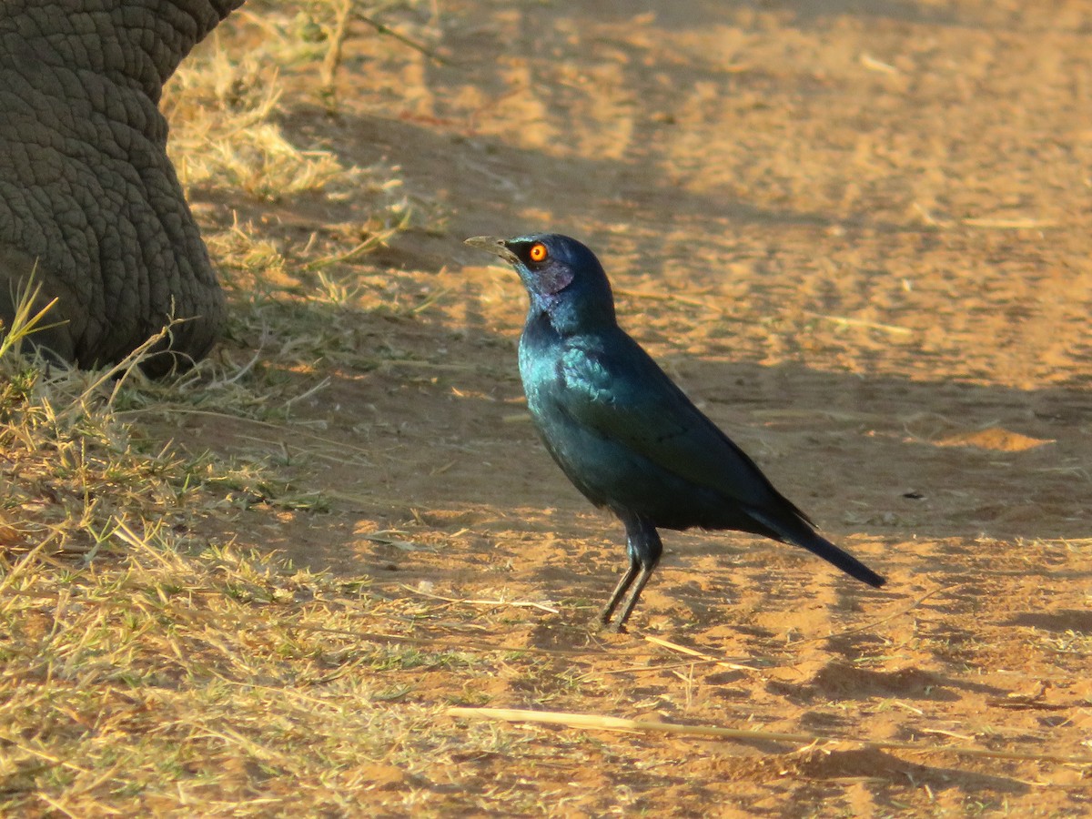 Cape Starling - ML643149049