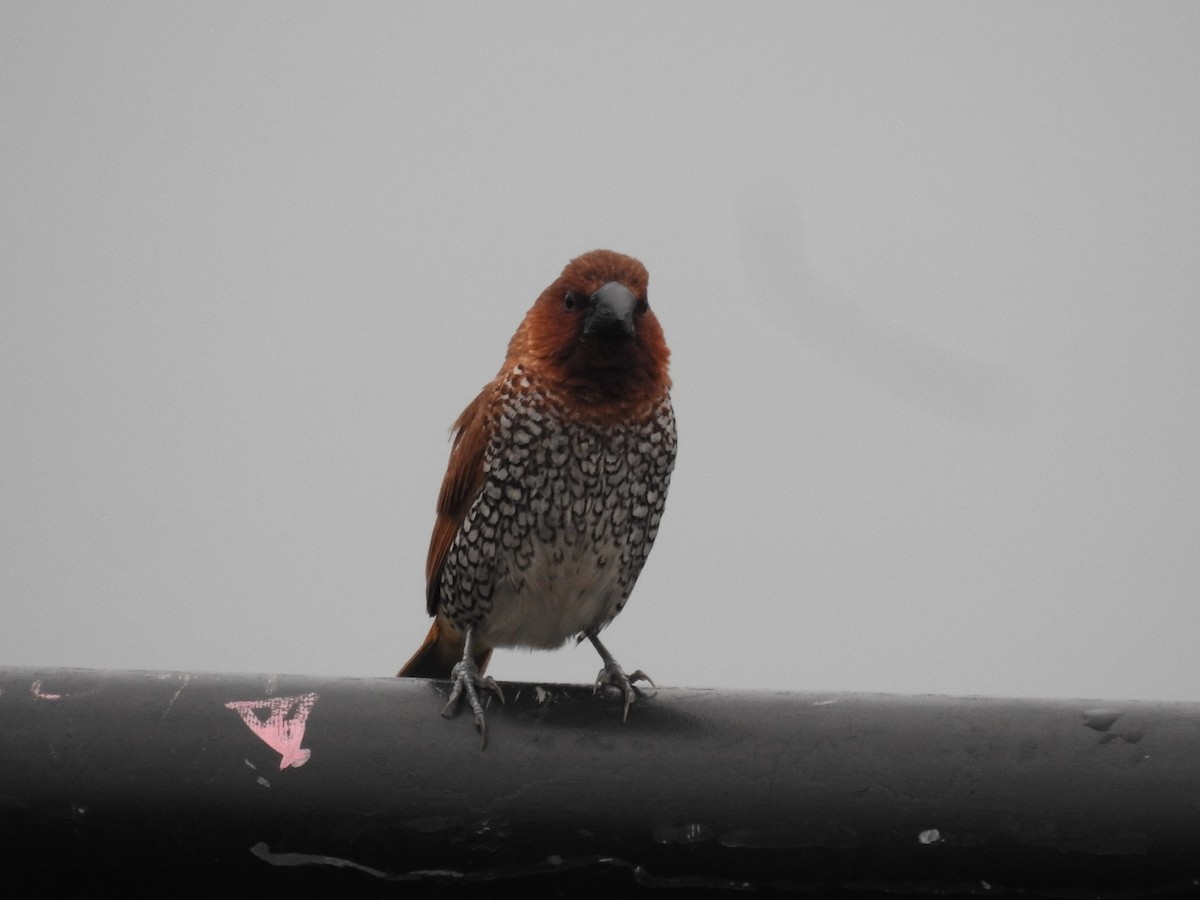 Scaly-breasted Munia - ML643149068