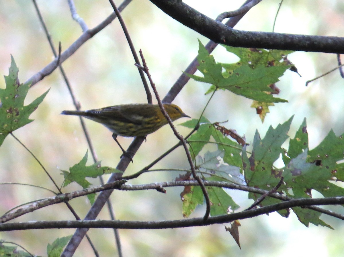 brunkinnparula - ML643149083