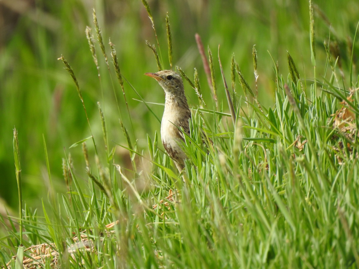 Brown Songlark - ML643149089