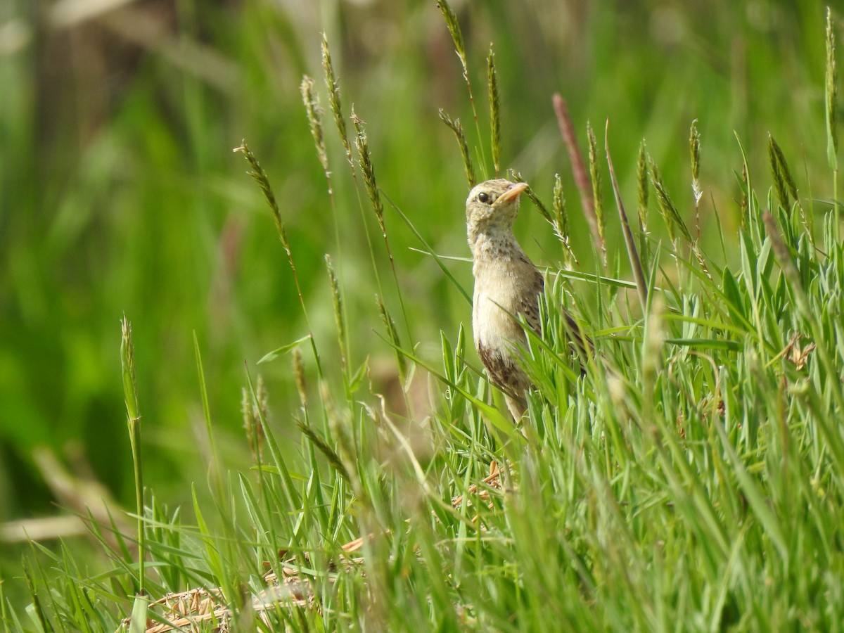 Brown Songlark - ML643149090