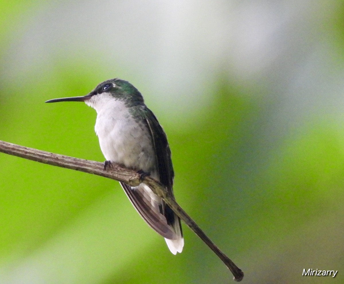 Puerto Rican Emerald - ML643149092
