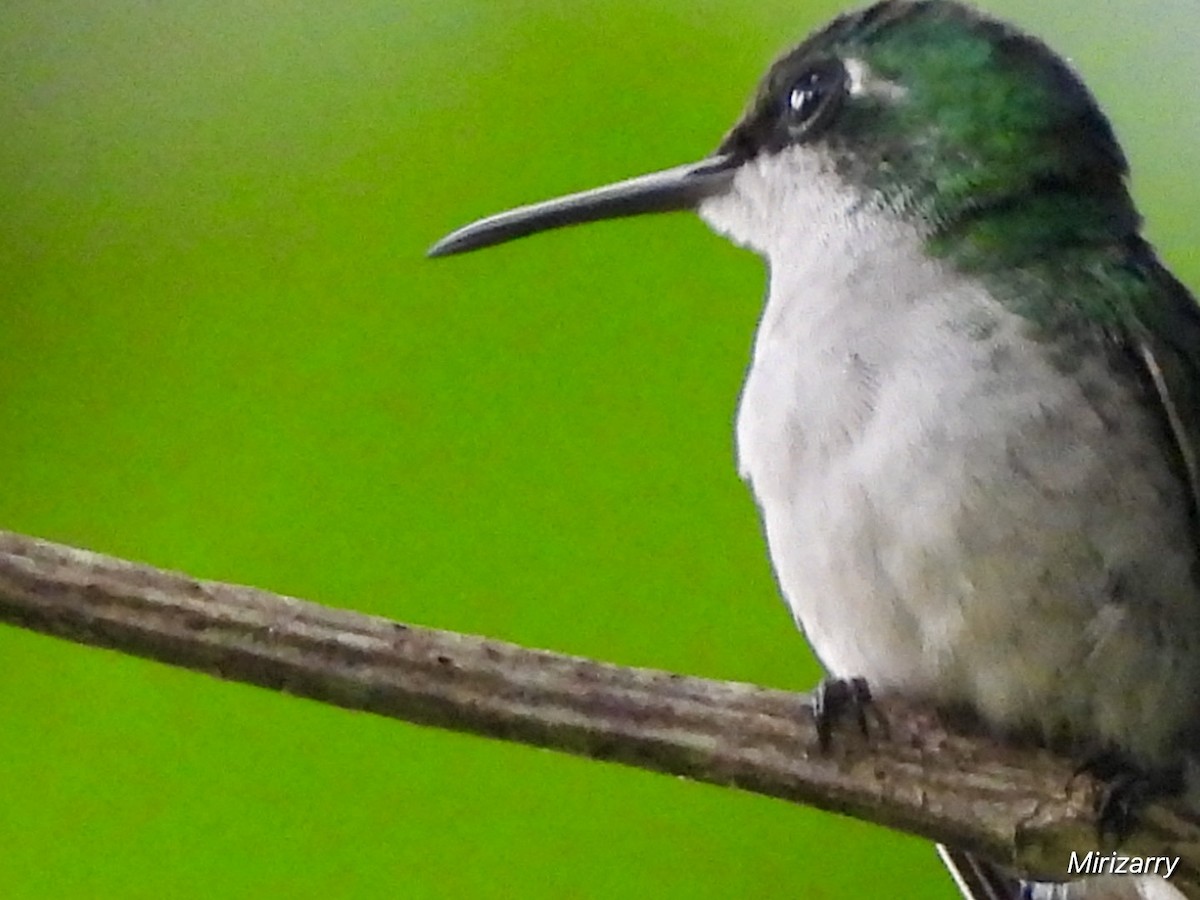 Puerto Rican Emerald - ML643149093