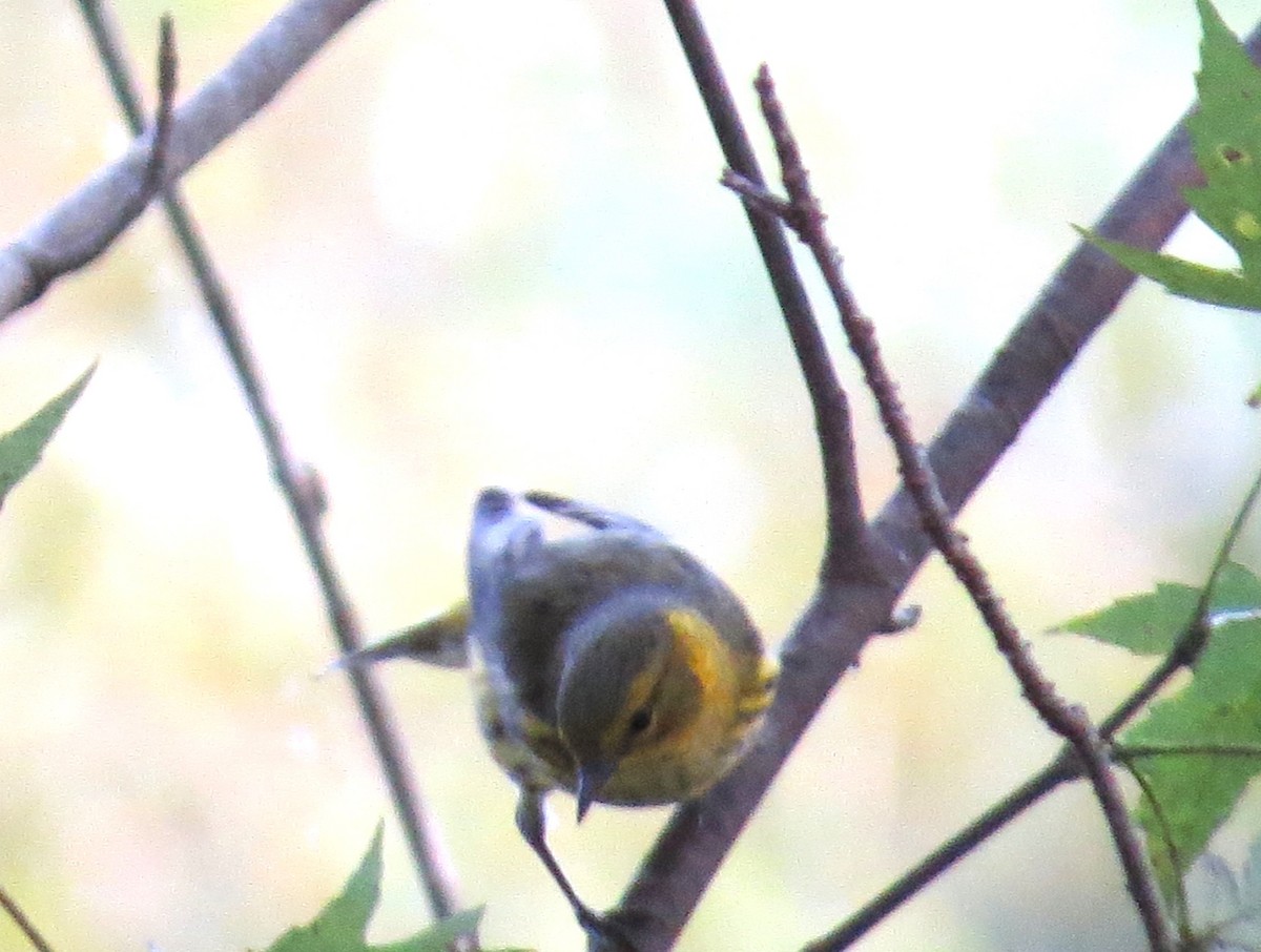 brunkinnparula - ML643149098