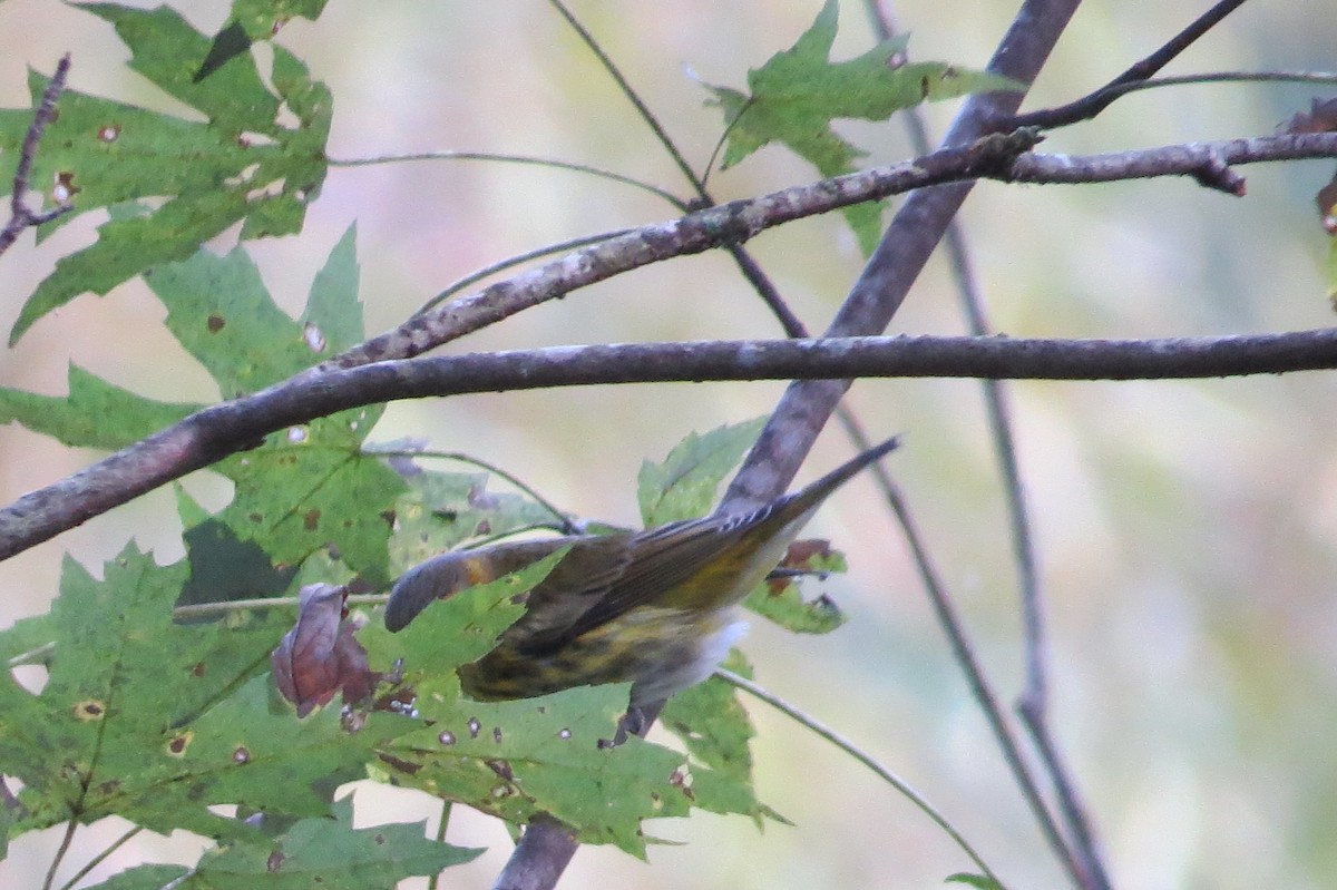 brunkinnparula - ML643149102
