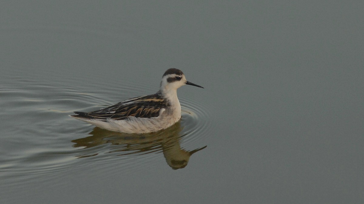 Red-necked Phalarope - ML643149112