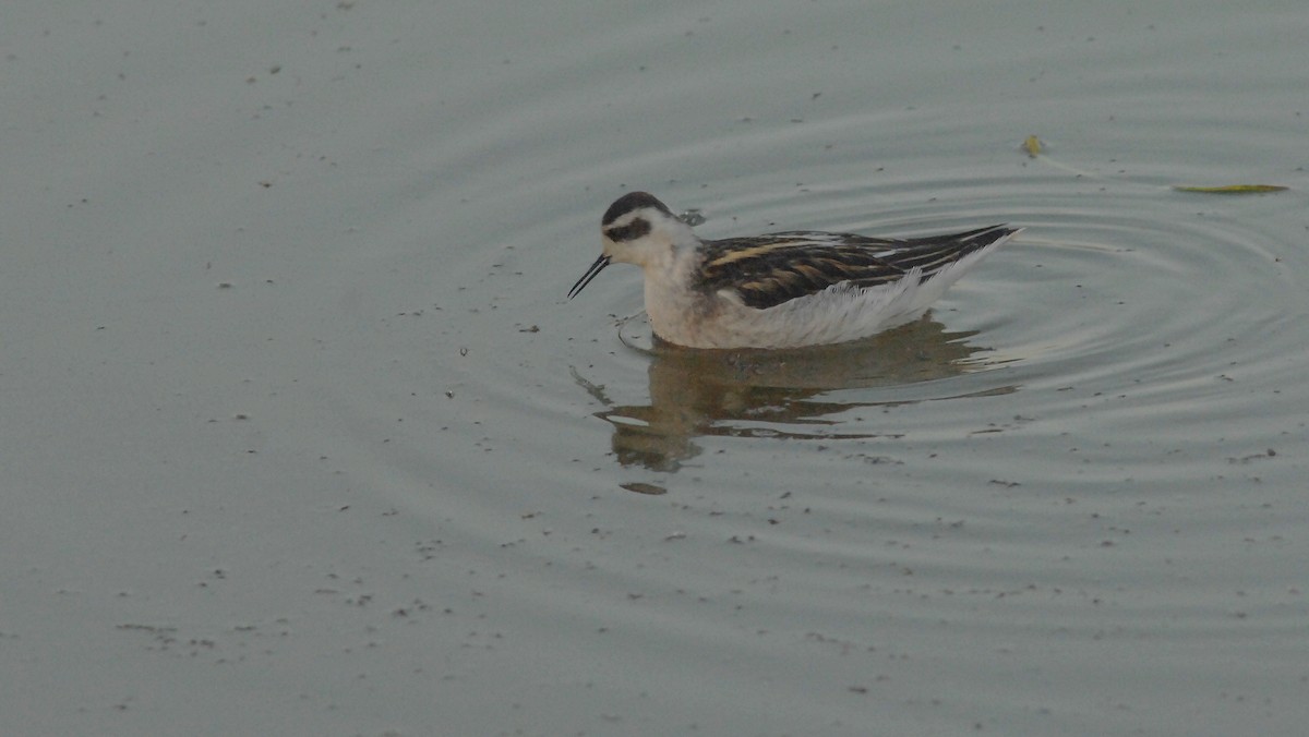 Red-necked Phalarope - ML643149113
