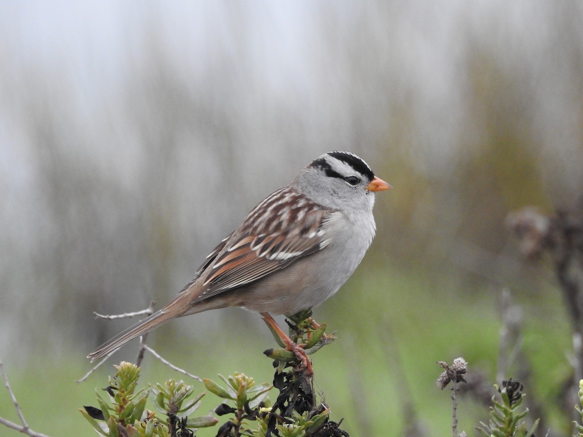 White-crowned Sparrow (Gambel's) - ML643149125