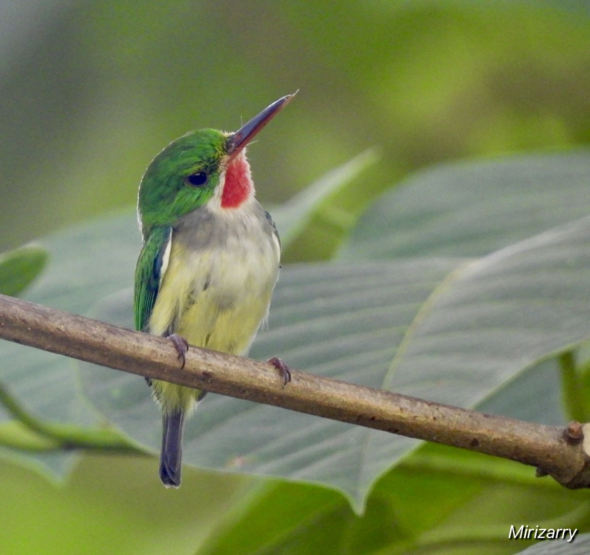 Puerto Rican Tody - ML643149127