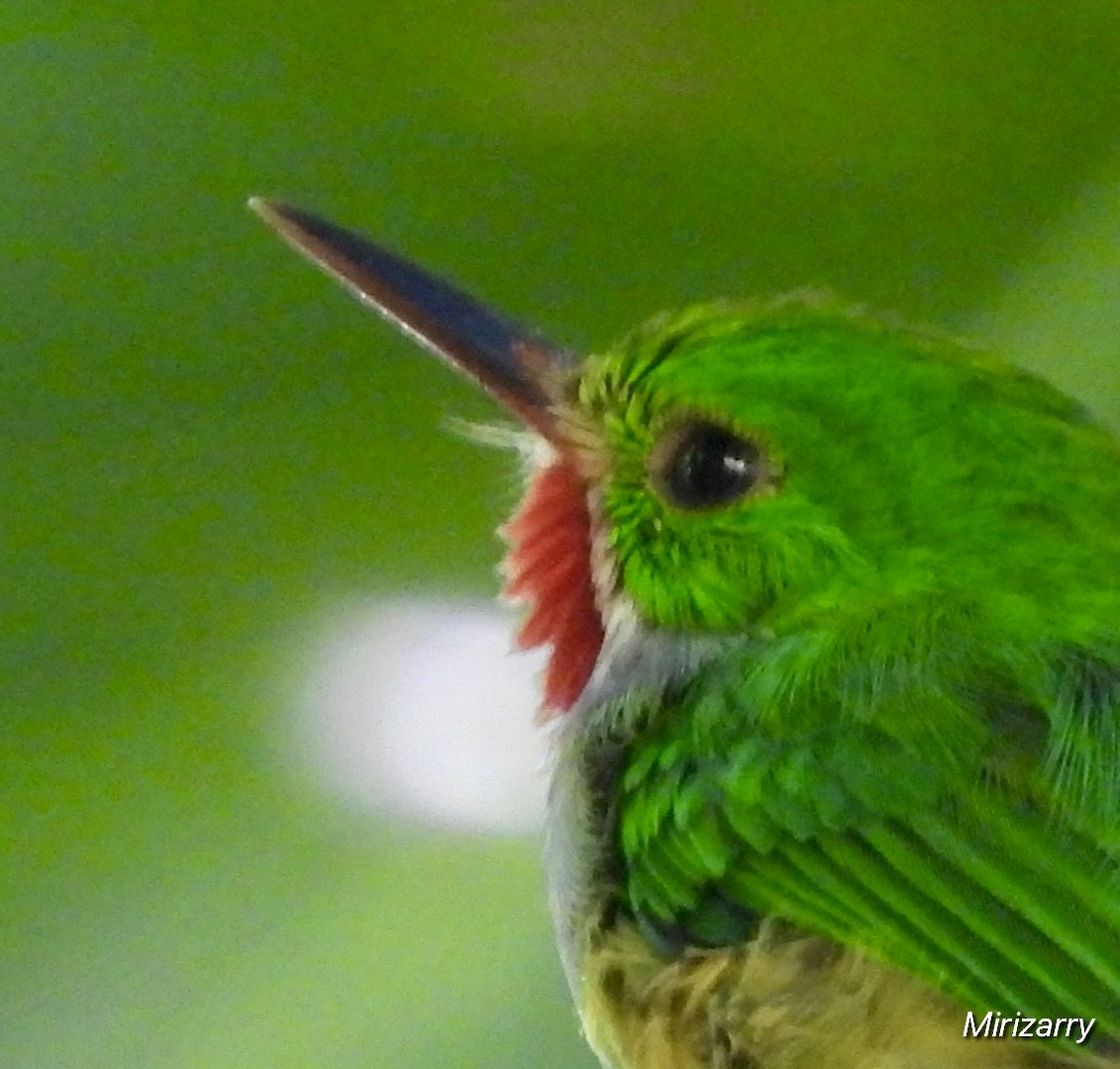 Puerto Rican Tody - ML643149128