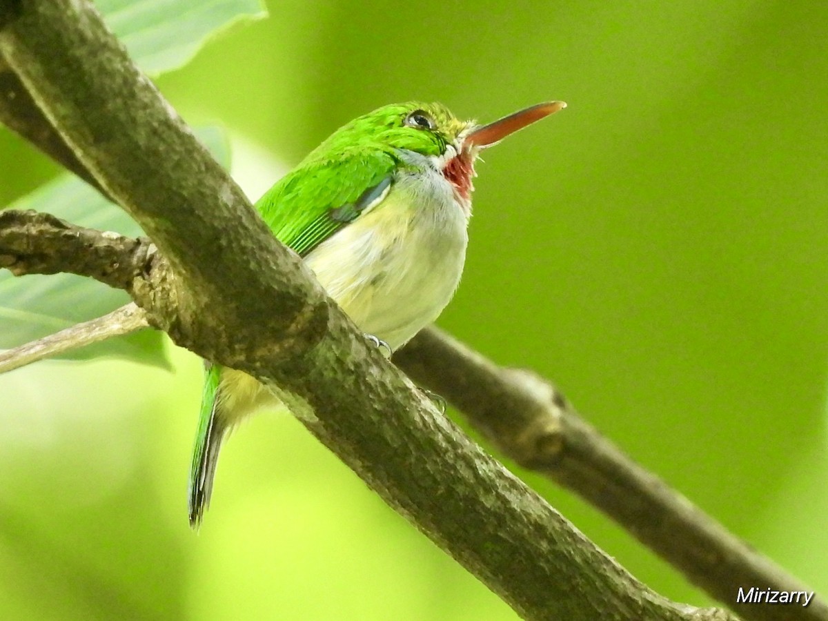 Puerto Rican Tody - ML643149129