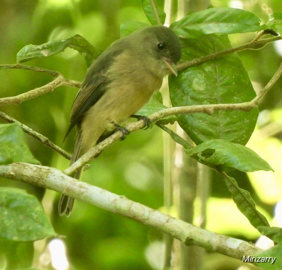 Lesser Antillean Pewee - ML643149140