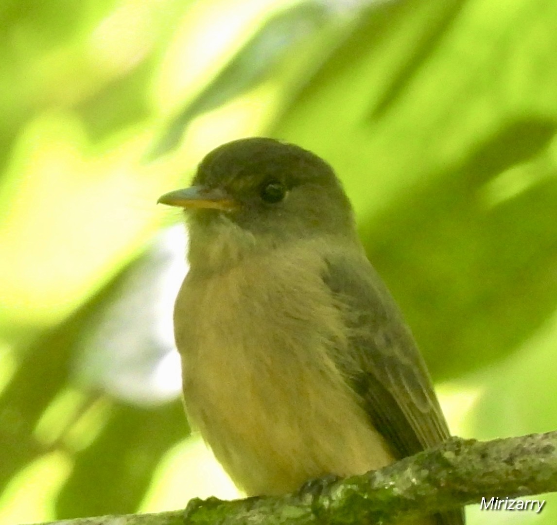 Lesser Antillean Pewee - ML643149141