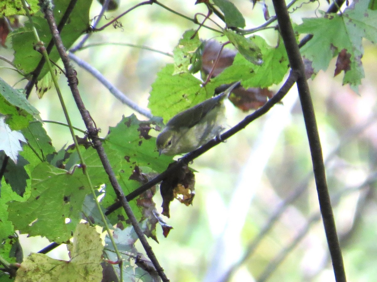 møllparula - ML643149163