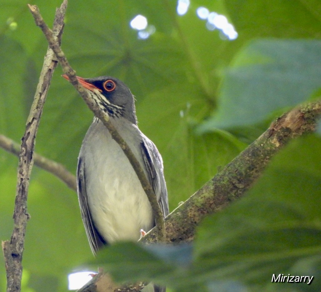 Western Red-legged Thrush - ML643149168
