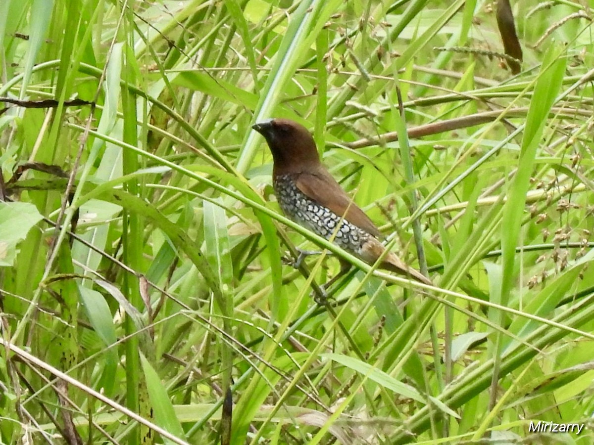 Scaly-breasted Munia - ML643149185