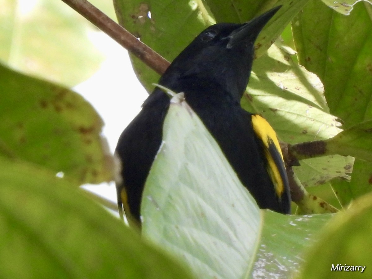 Puerto Rican Oriole - ML643149199