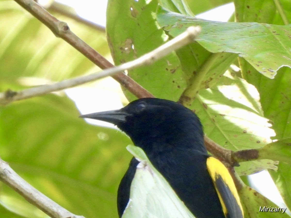 Puerto Rican Oriole - ML643149200