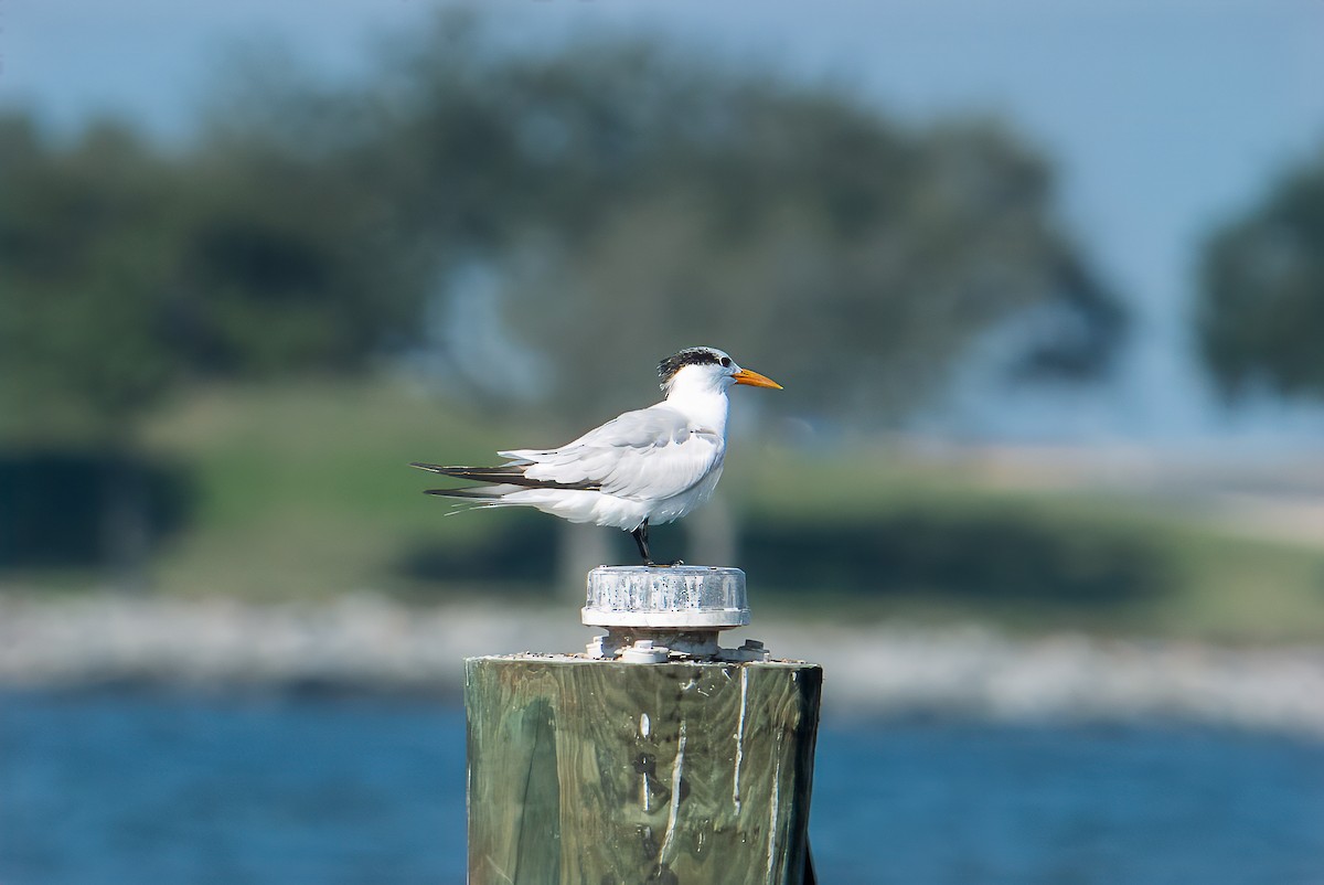 Royal Tern - ML643149204