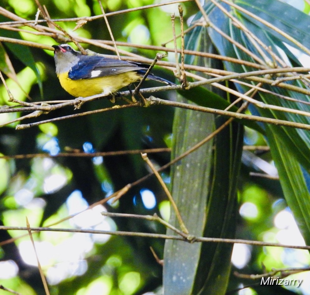 Bananaquit - ML643149212