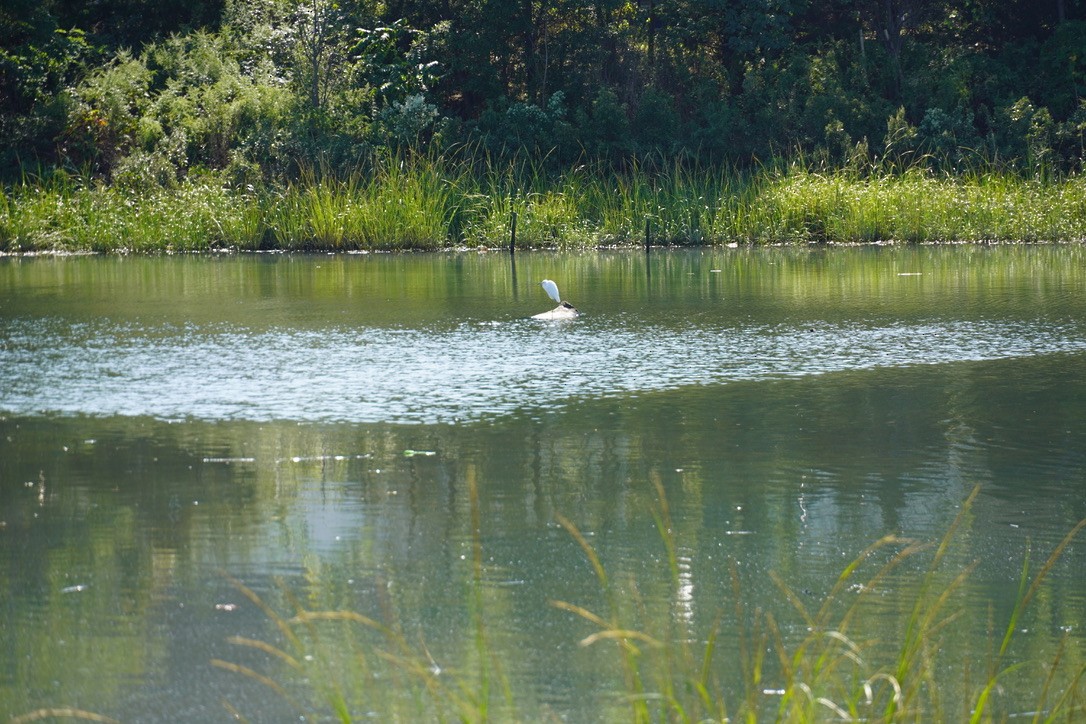 Snowy Egret - ML643149218