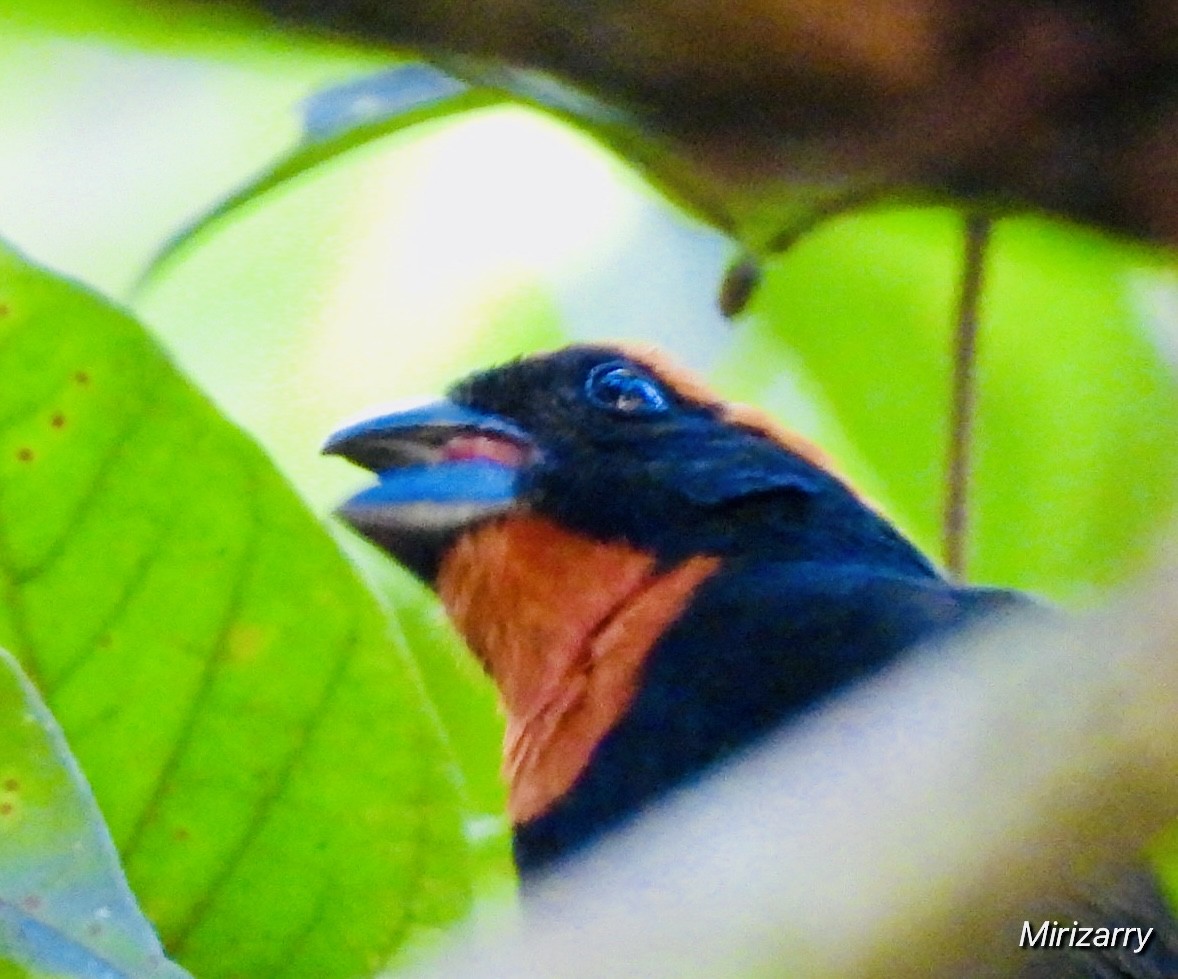 Puerto Rican Bullfinch - ML643149222