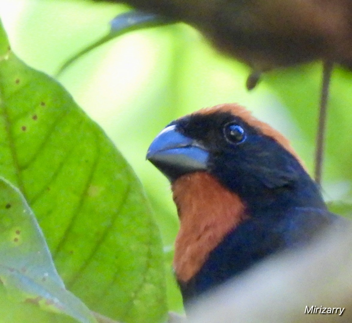 Puerto Rican Bullfinch - ML643149223