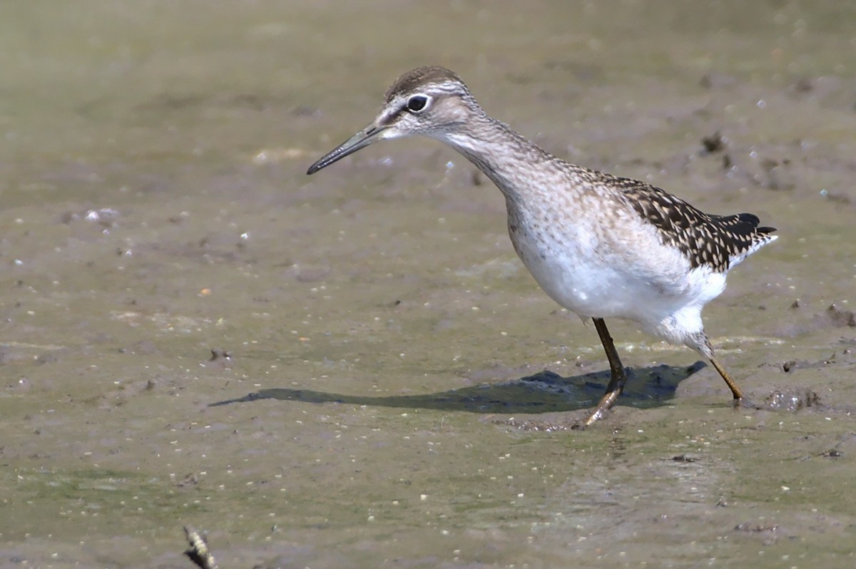 Wood Sandpiper - ML643149239