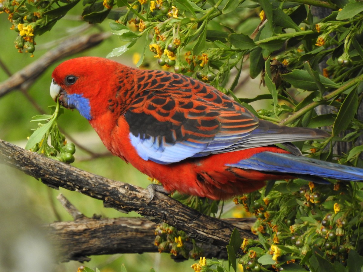 Crimson Rosella - ML643149256