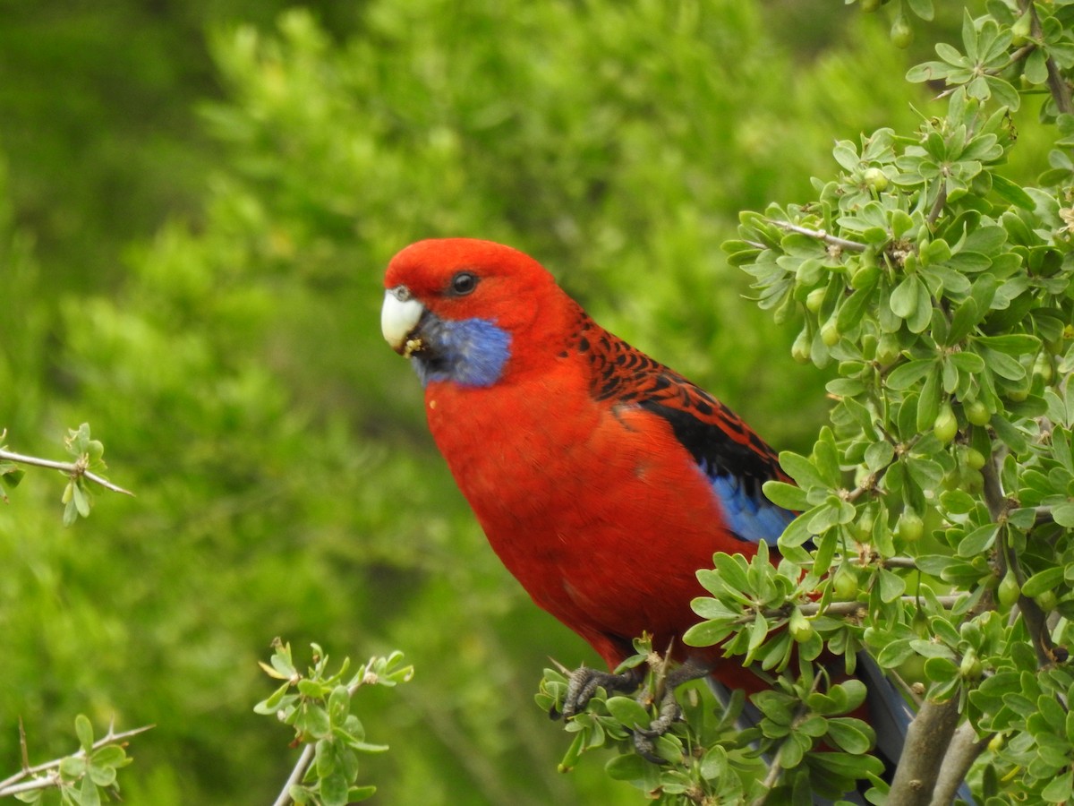 Crimson Rosella - ML643149257
