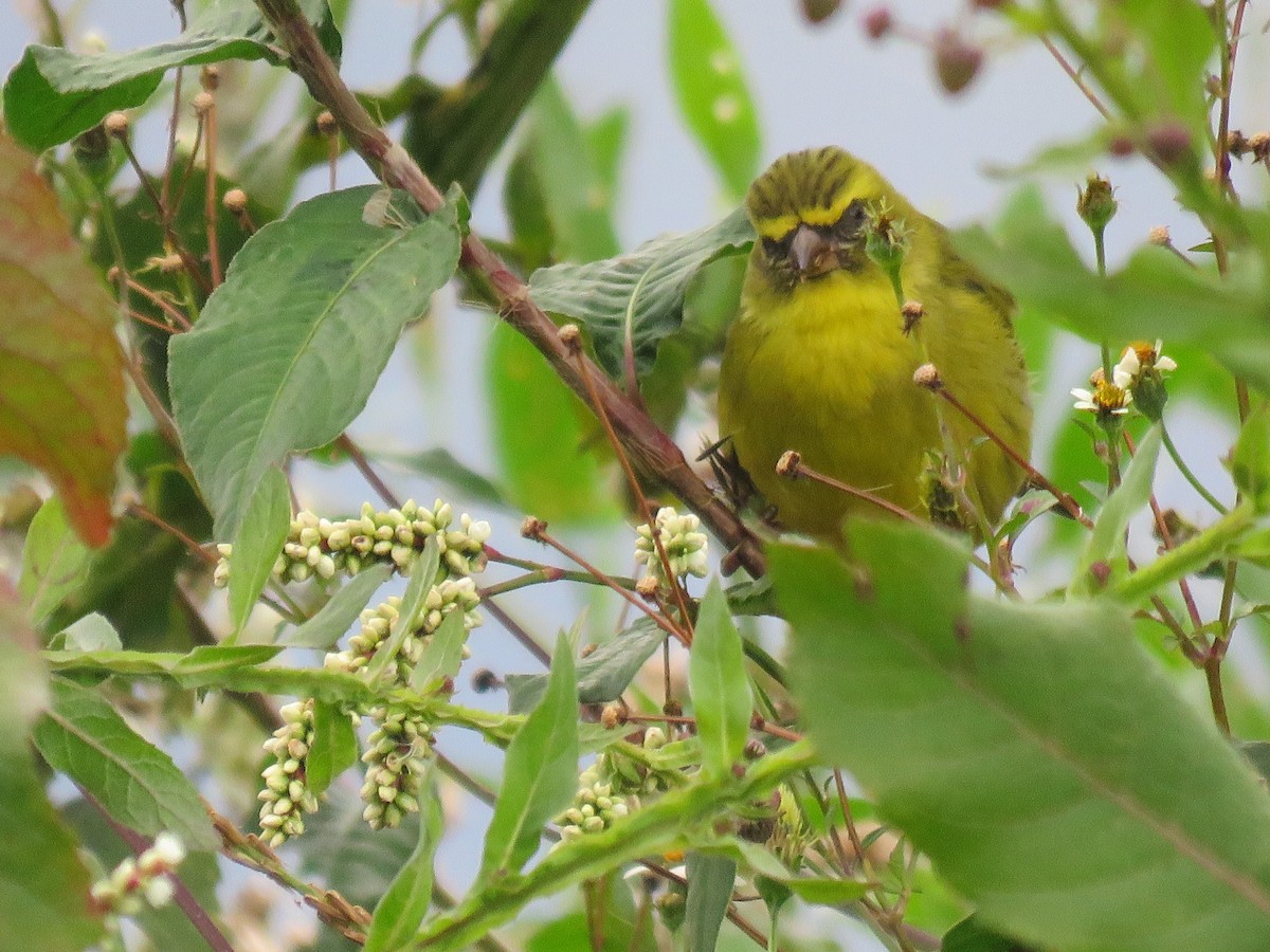 Western Citril - ML643149264