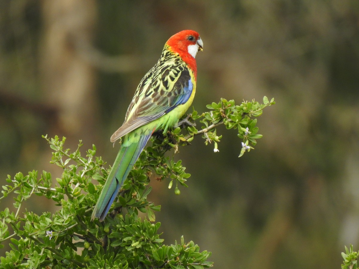 Eastern Rosella - ML643149267