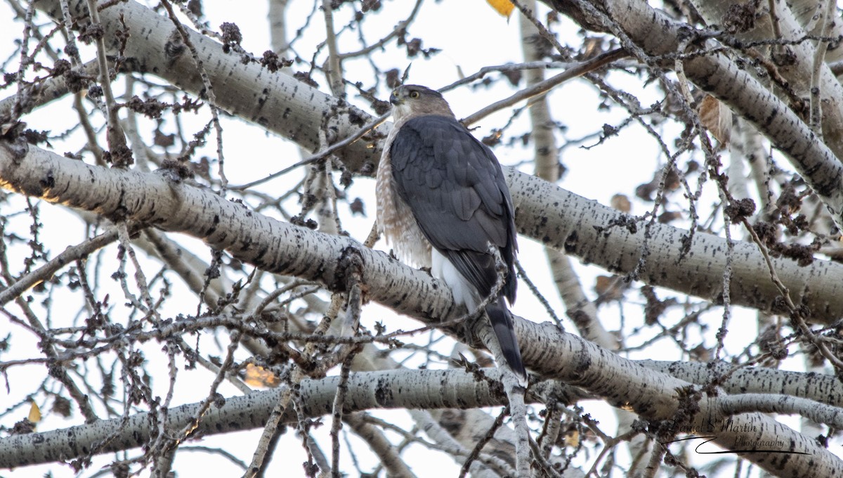 Cooper's Hawk - ML643149286