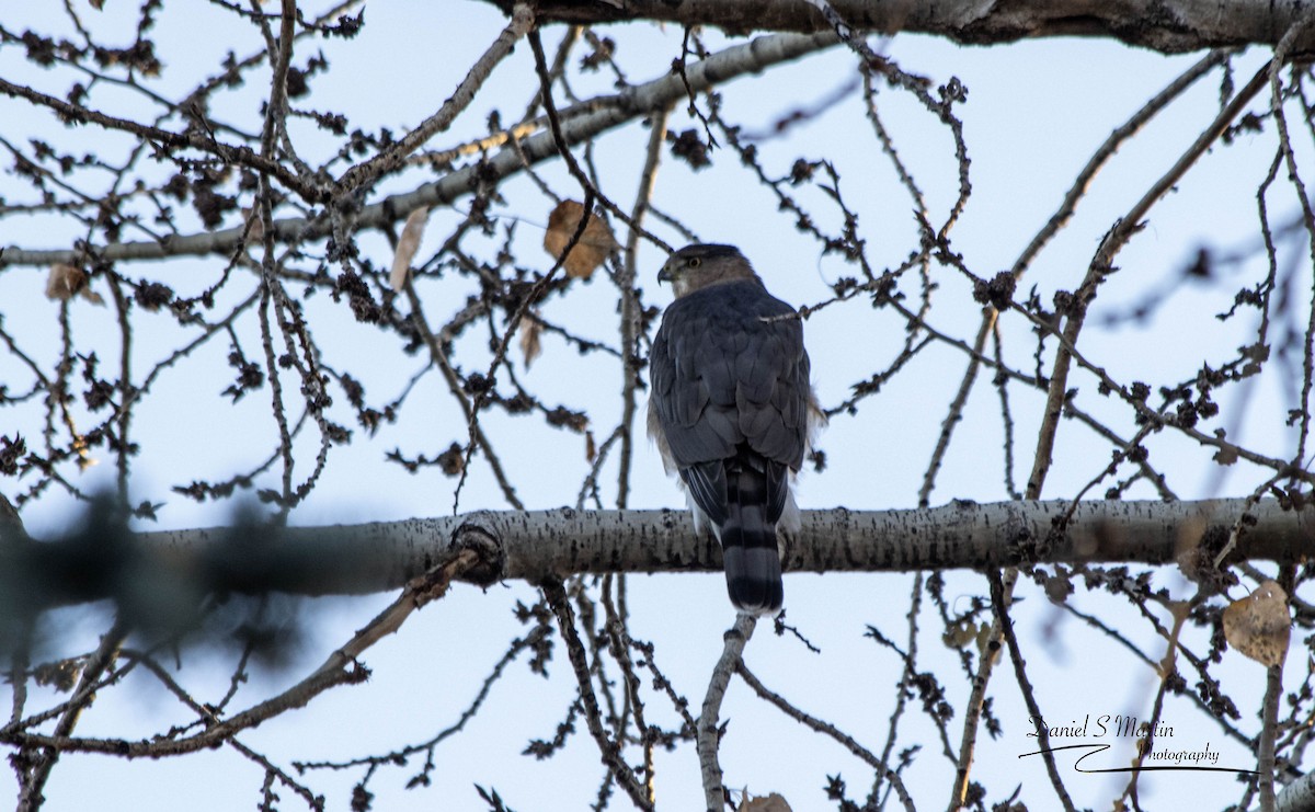Cooper's Hawk - ML643149287