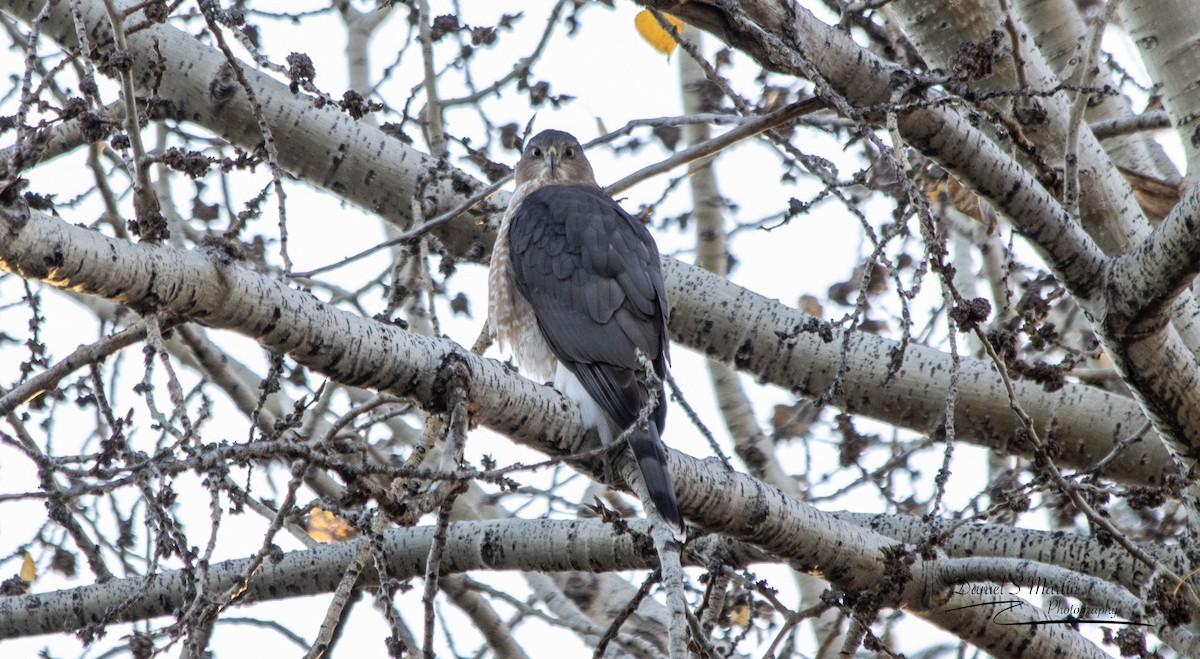 Cooper's Hawk - ML643149288