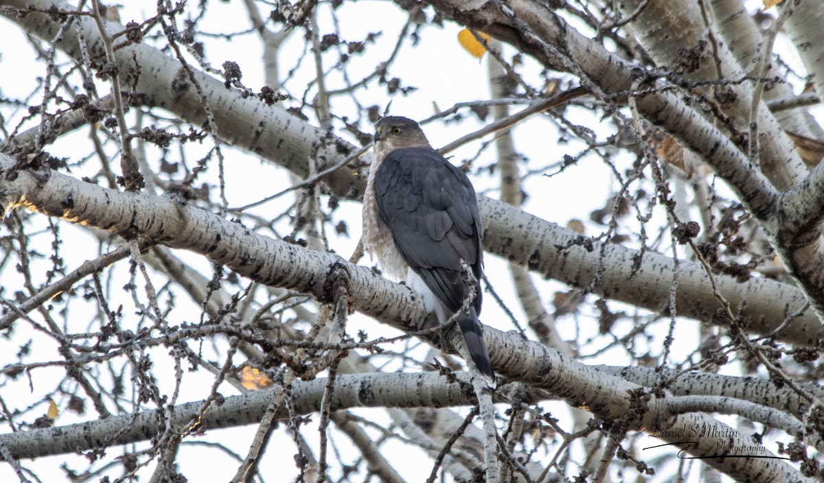 Cooper's Hawk - ML643149289