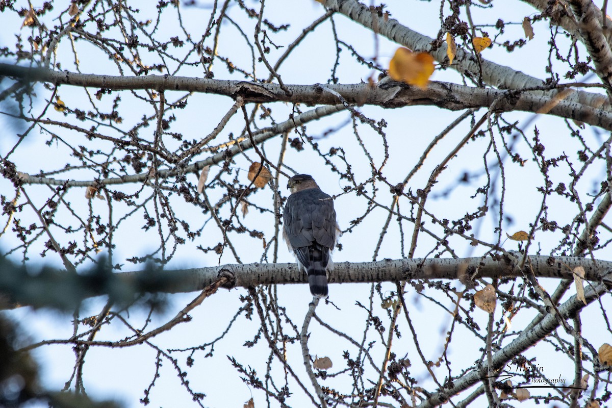 Cooper's Hawk - ML643149290