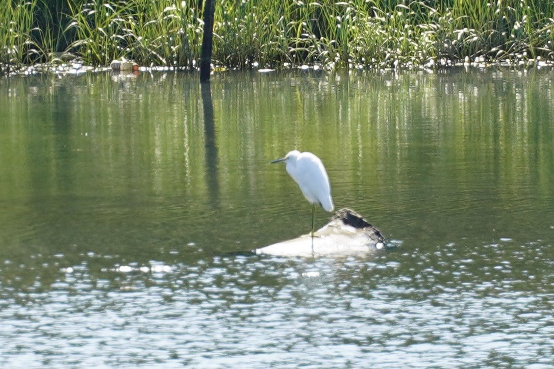 Snowy Egret - ML643149301