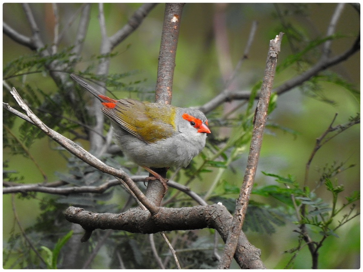 Red-browed Firetail - ML643149304
