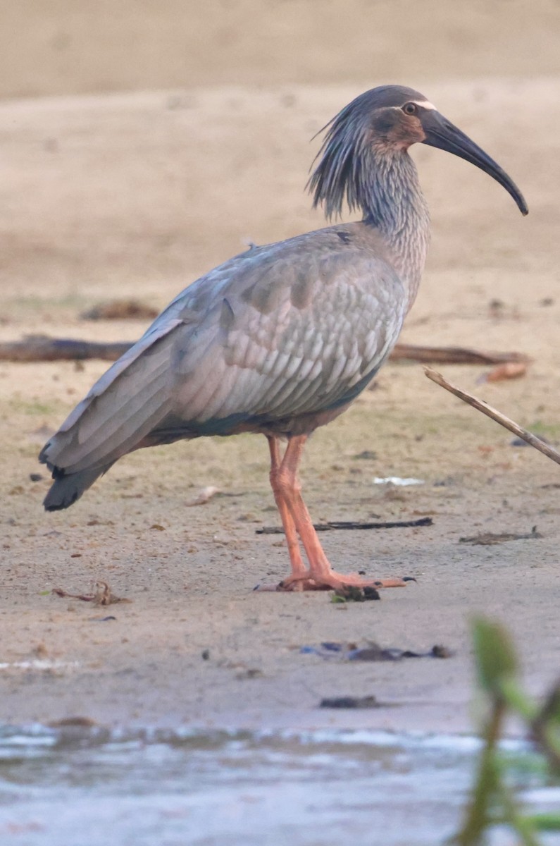 Plumbeous Ibis - ML643149344