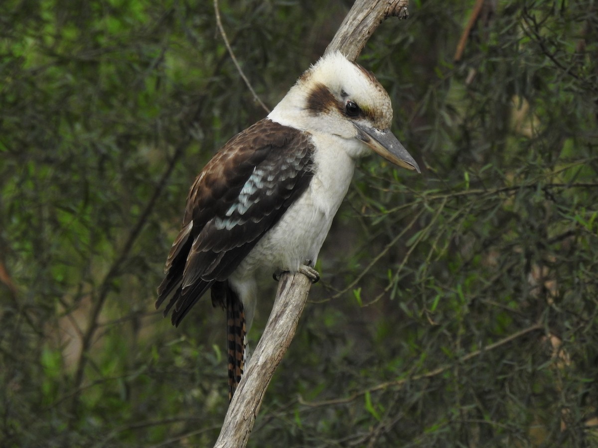 Laughing Kookaburra - ML643149350
