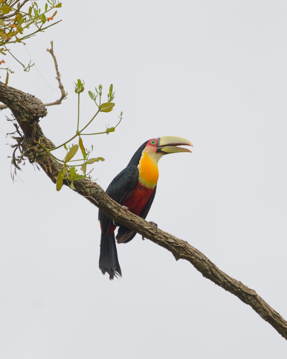 Red-breasted Toucan - ML643149377