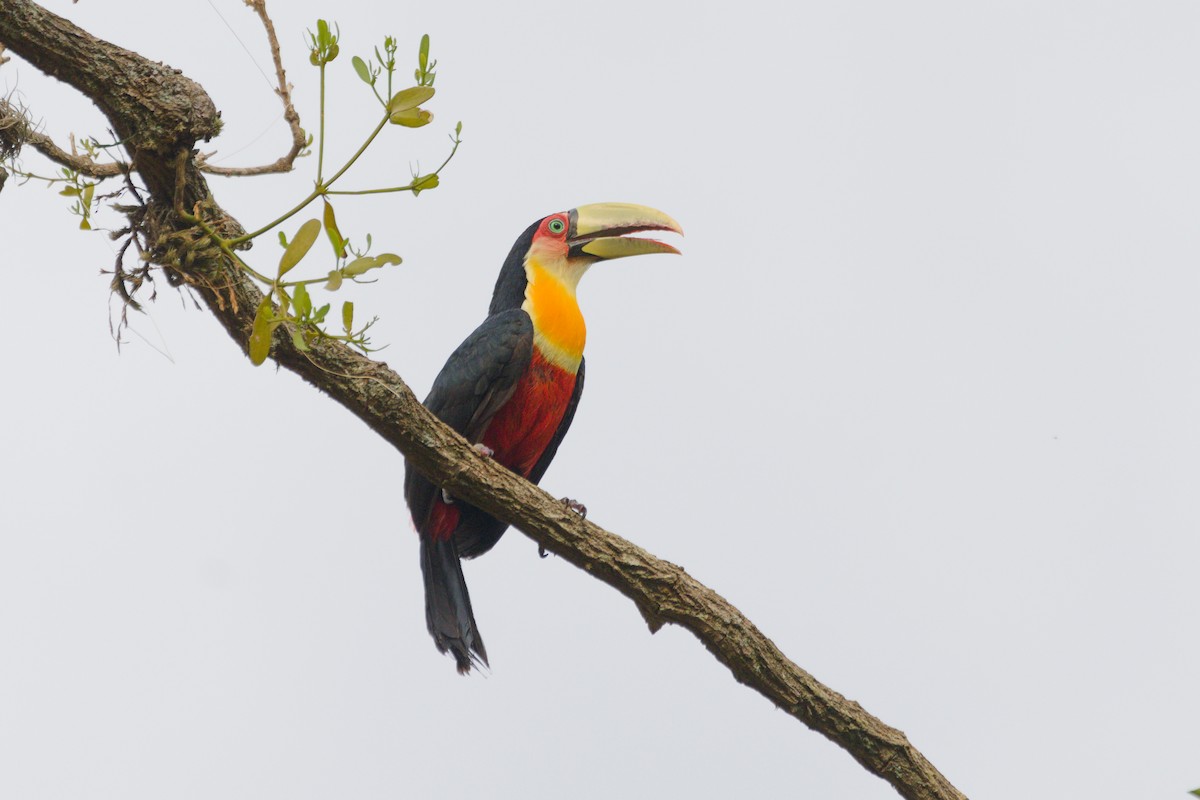 Red-breasted Toucan - ML643149378