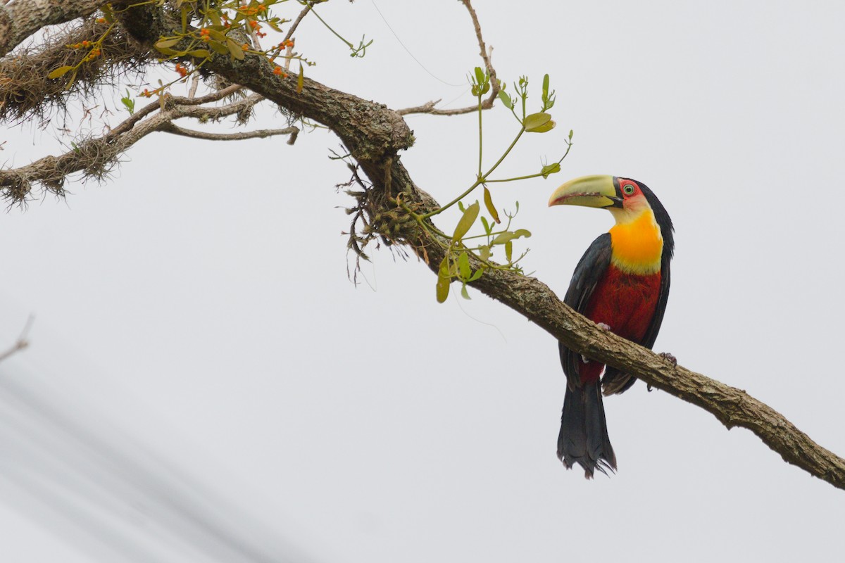 Red-breasted Toucan - ML643149380