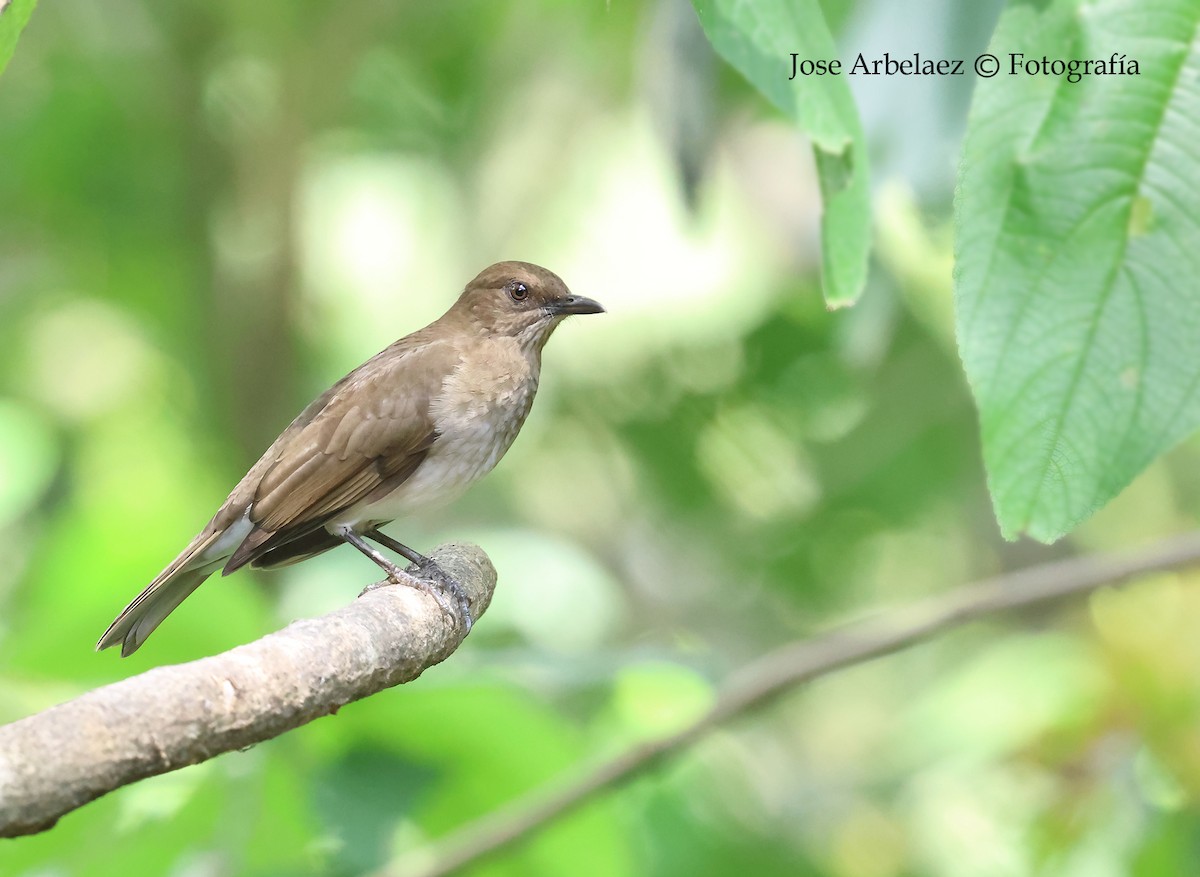 Black-billed Thrush - ML643149408