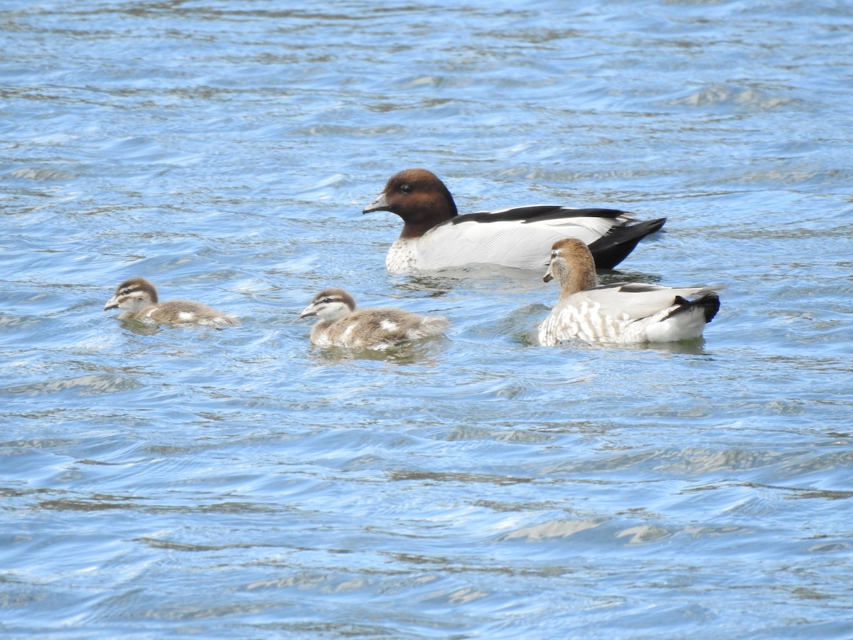 Maned Duck - ML643149459