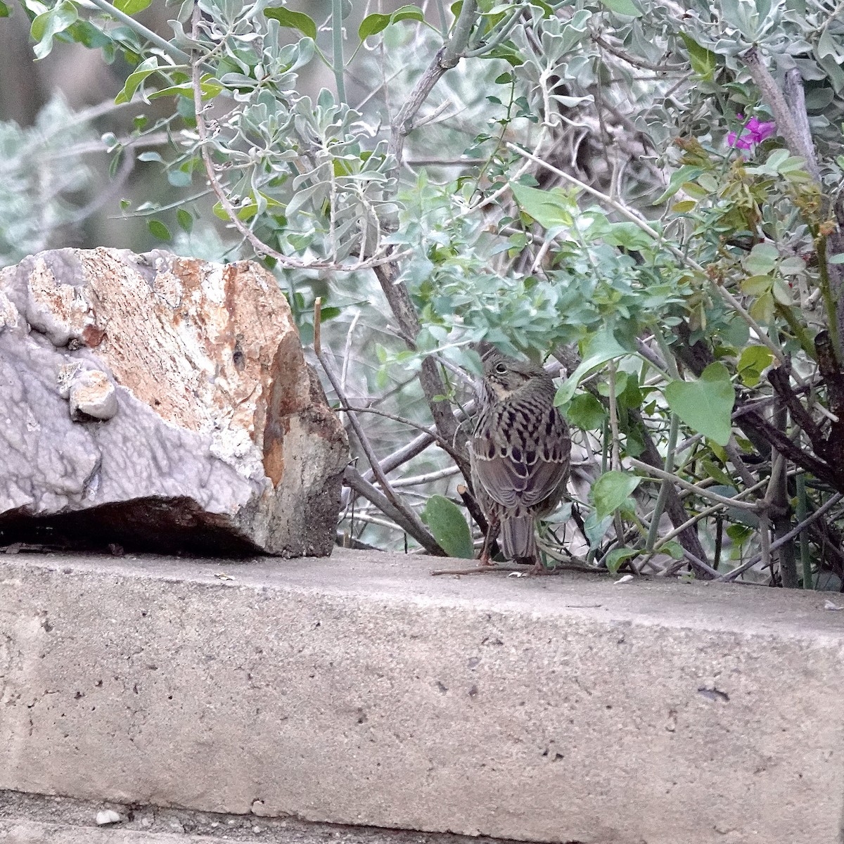 Lincoln's Sparrow - ML643149480